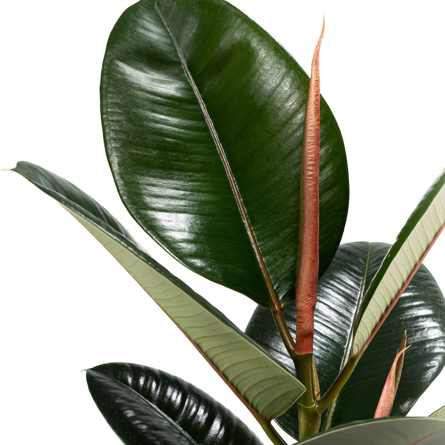 Ficus 17cm Elastica Mix - Green Plant The Horti House