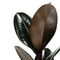 Ficus 17cm Elastica Mix - Green Plant The Horti House