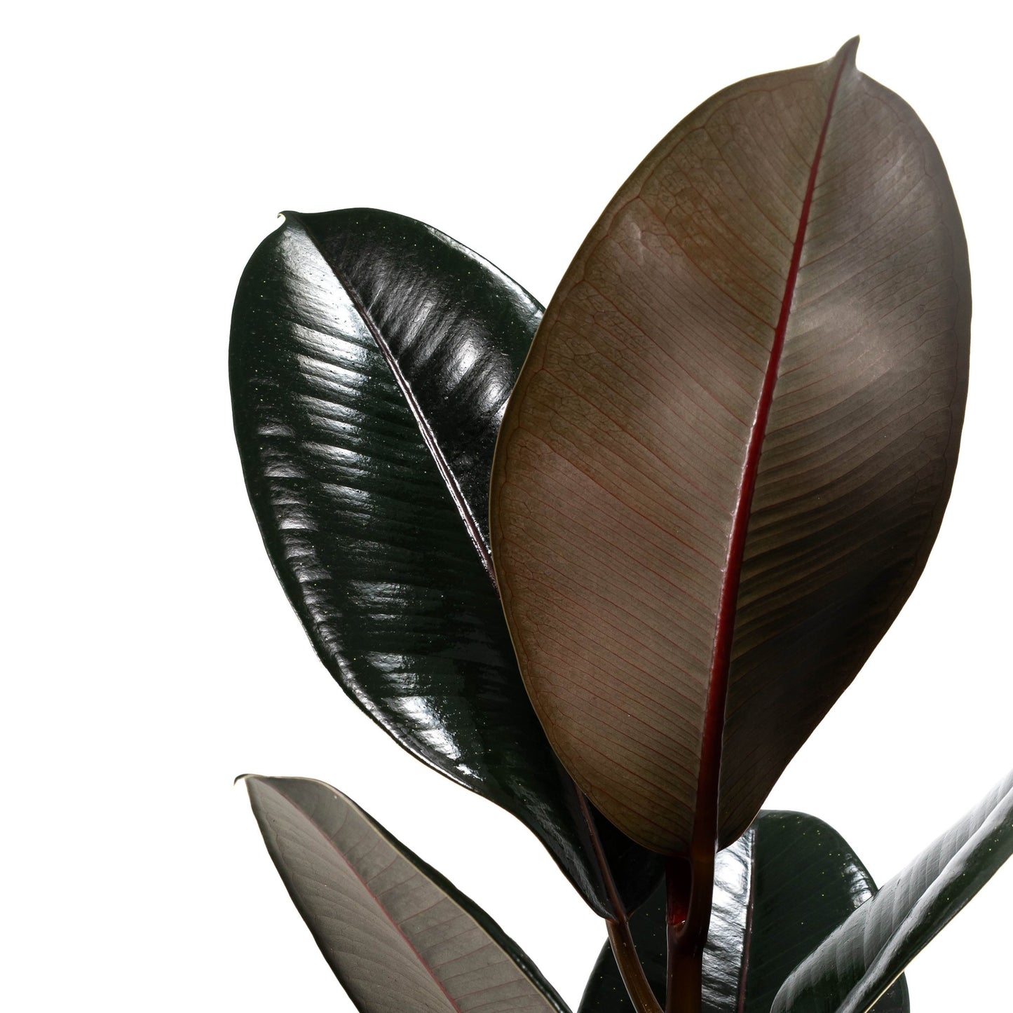 Ficus 17cm Elastica Mix - Green Plant The Horti House