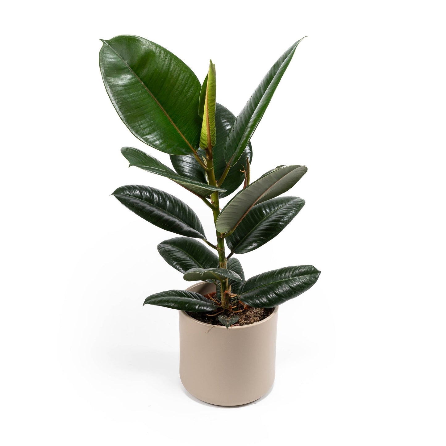 Ficus 17cm Elastica Mix In Cambridge - Green Plant The Horti House