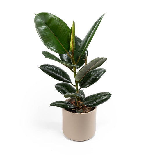 Ficus 17cm Elastica Mix In Cambridge - Green Plant The Horti House