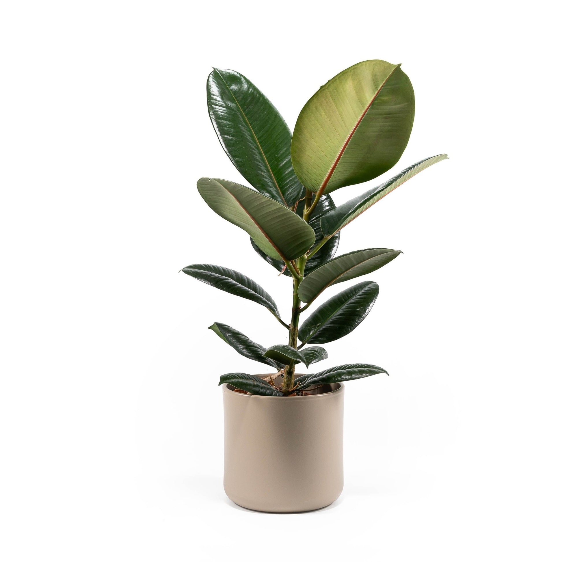 Ficus 17cm Elastica Mix In Cambridge - Green Plant The Horti House