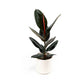 Ficus 17cm Elastica Mix In Cambridge - Green Plant The Horti House