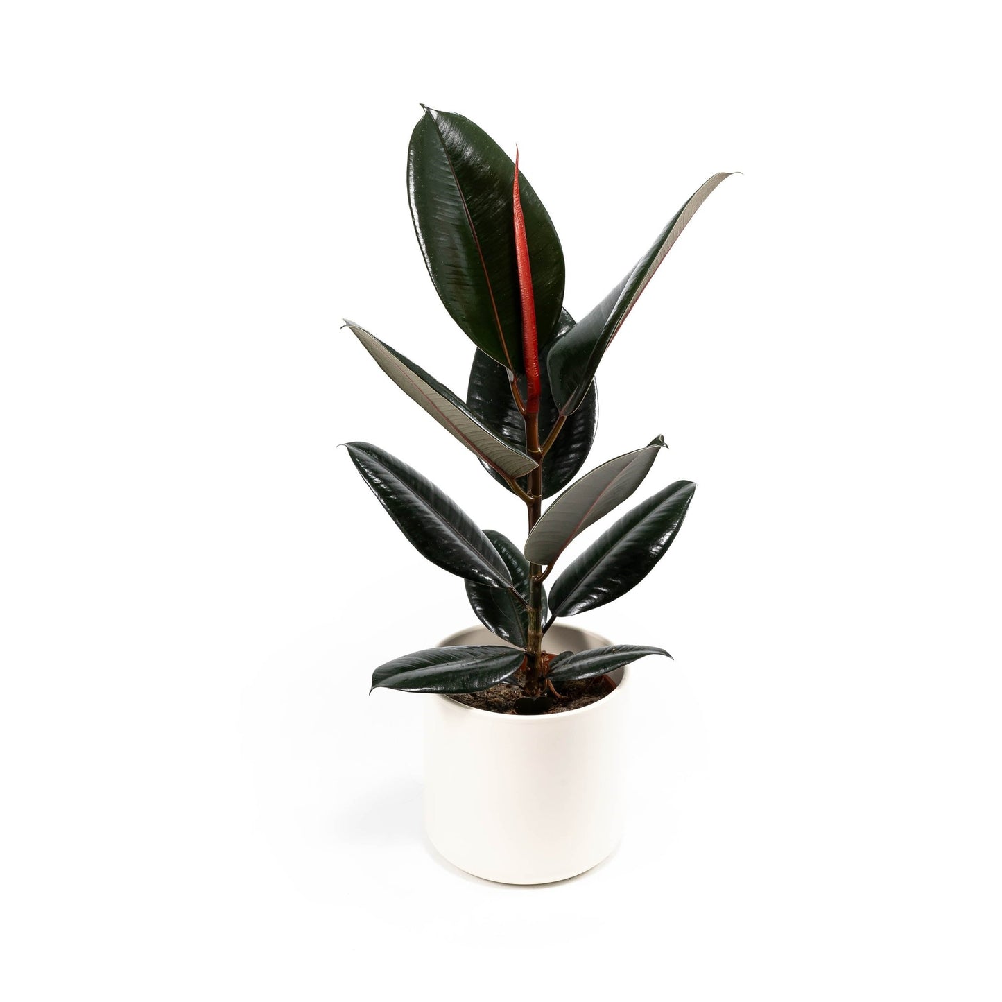 Ficus 17cm Elastica Mix In Cambridge - Green Plant The Horti House