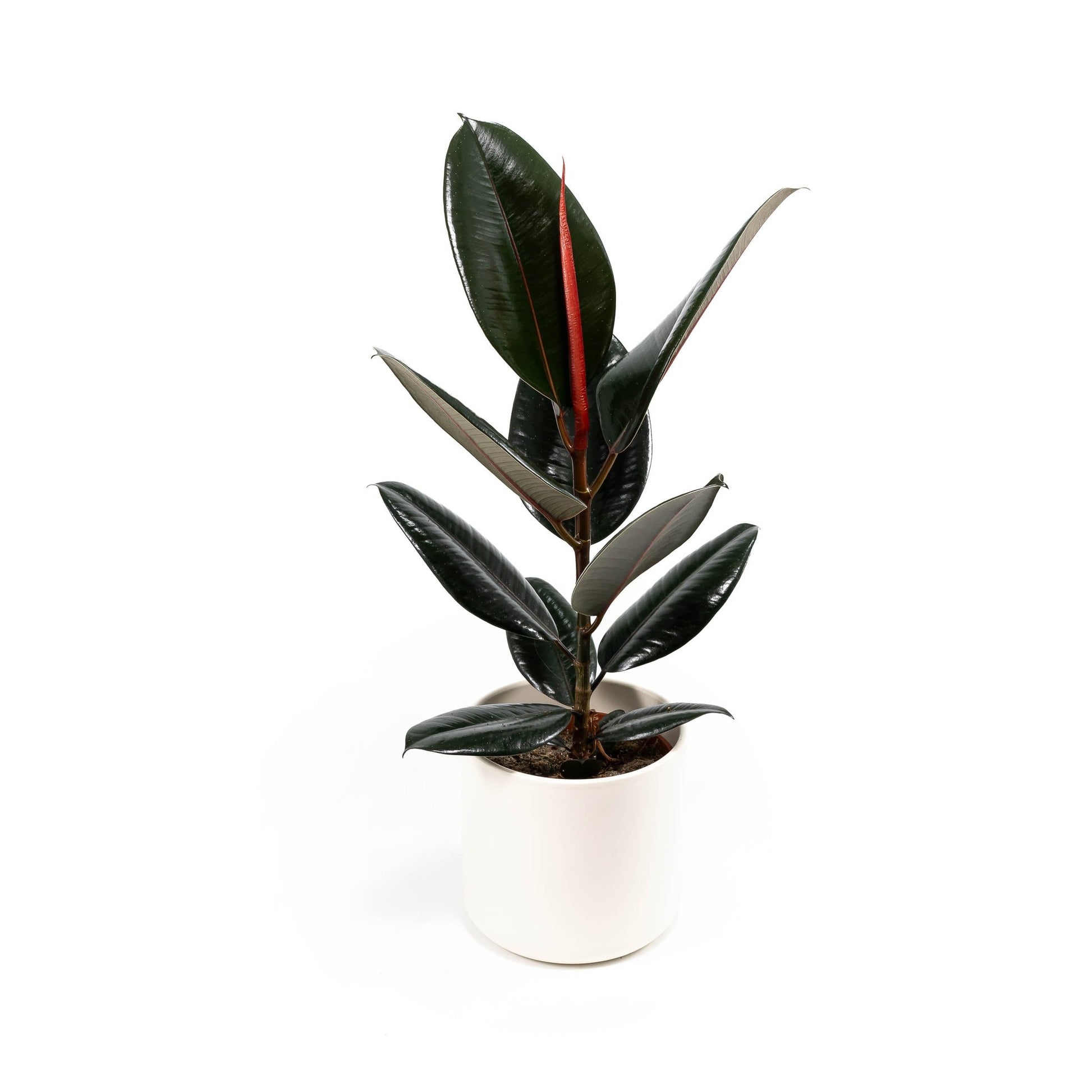 Ficus 17cm Elastica Mix In Cambridge - Green Plant The Horti House