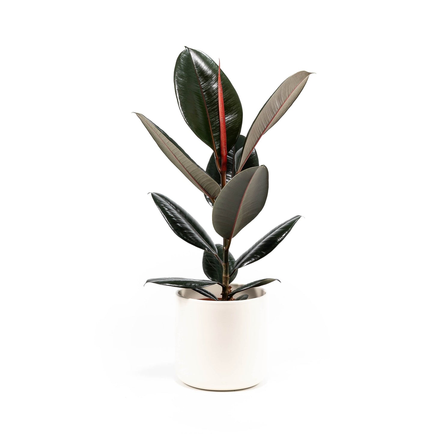 Ficus 17cm Elastica Mix In Cambridge - Green Plant The Horti House