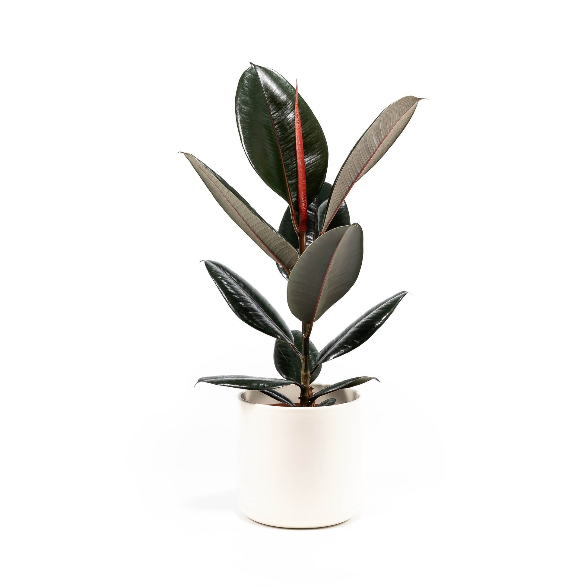 Ficus 17cm Elastica Mix In Cambridge - Green Plant The Horti House