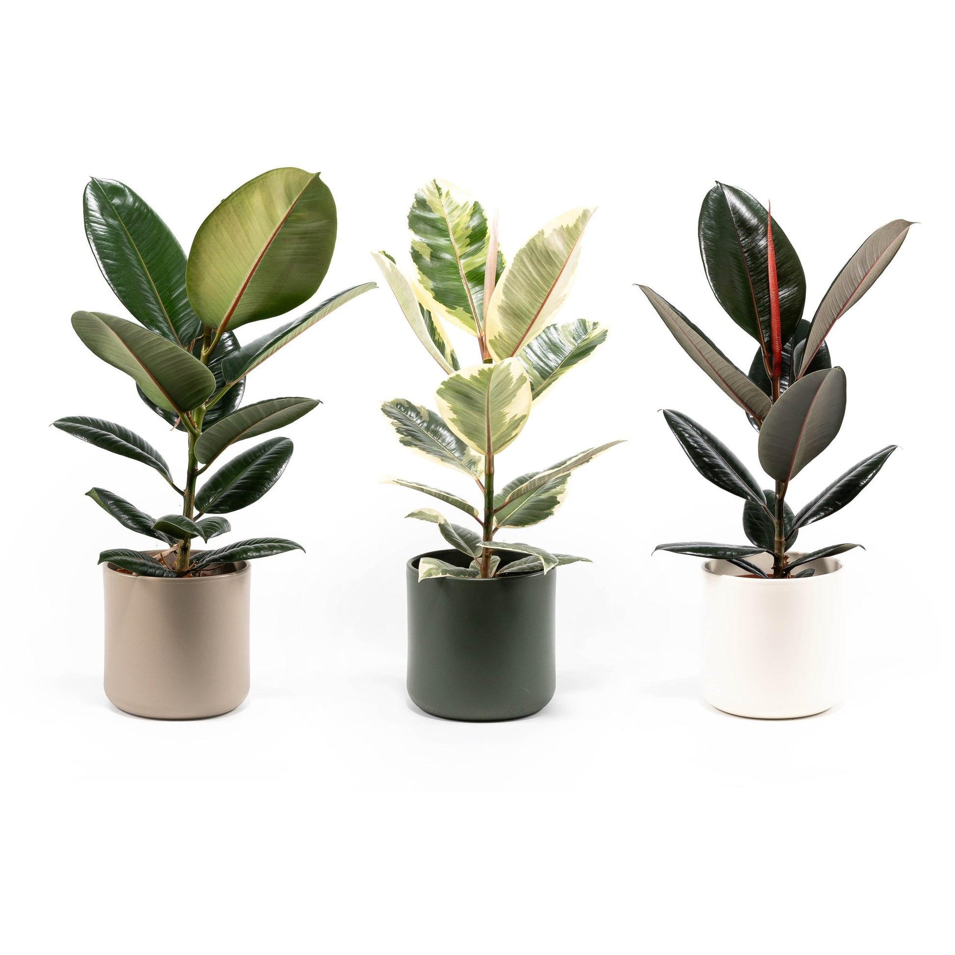 Ficus 17cm Elastica Mix In Cambridge - Green Plant The Horti House