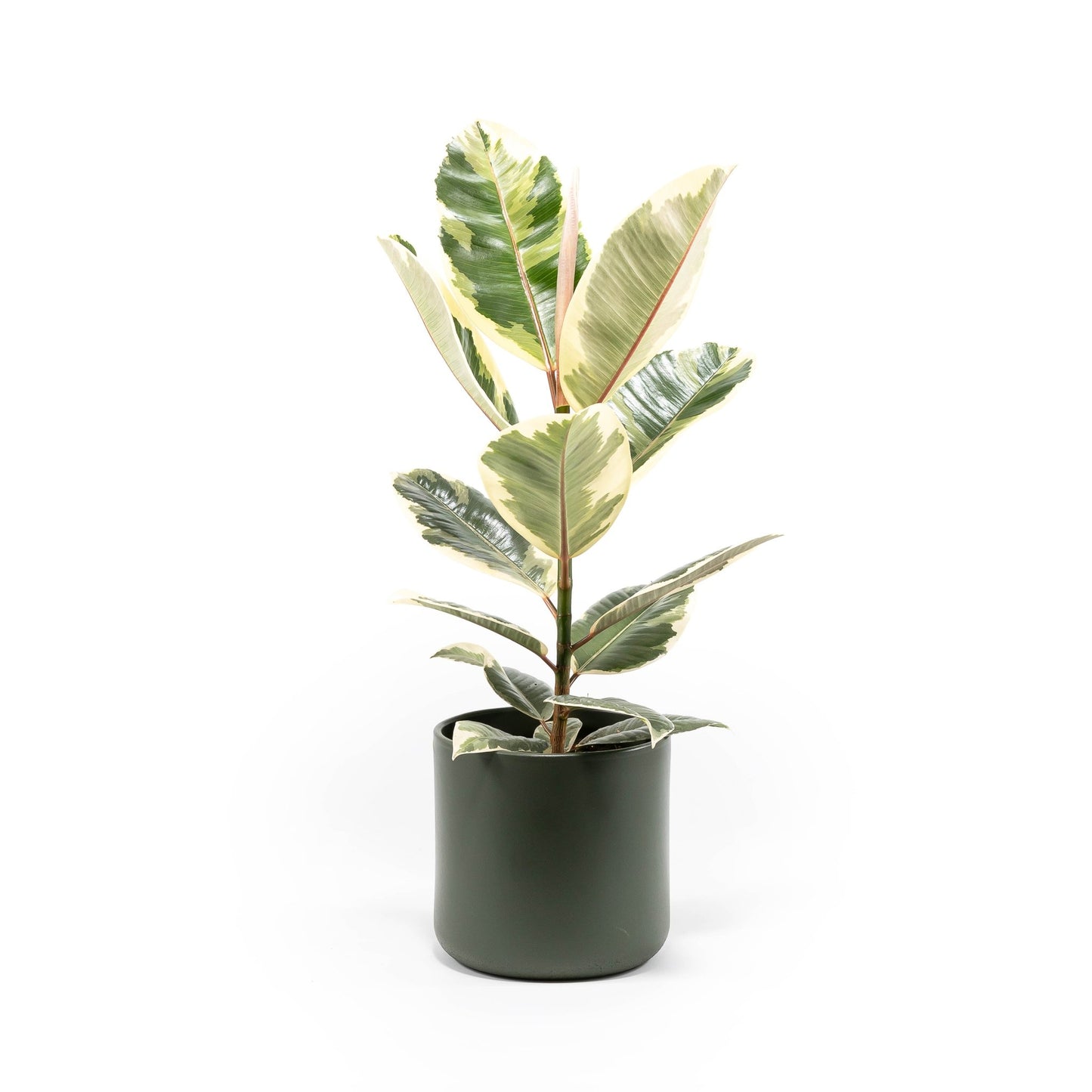 Ficus 17cm Elastica Mix In Cambridge - Green Plant The Horti House