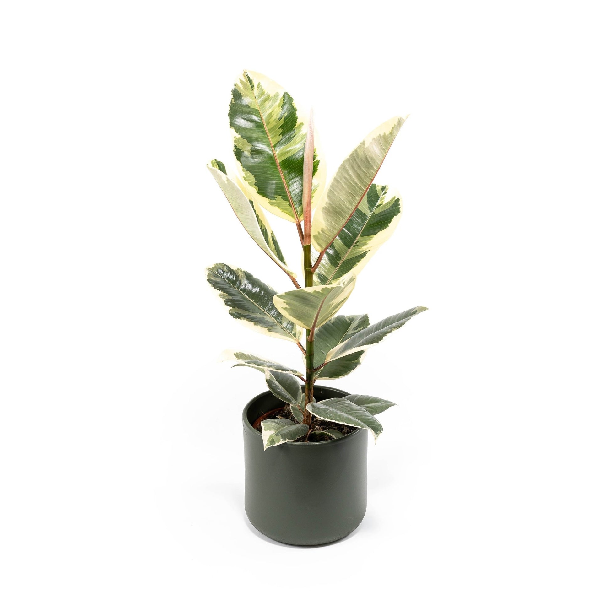 Ficus 17cm Elastica Mix In Cambridge - Green Plant The Horti House