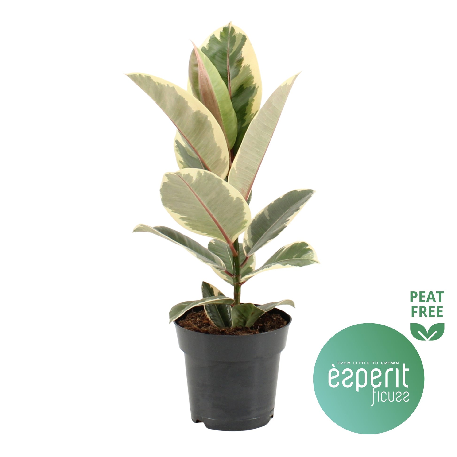 Ficus 17cm Tineke - Green Plant The Horti House