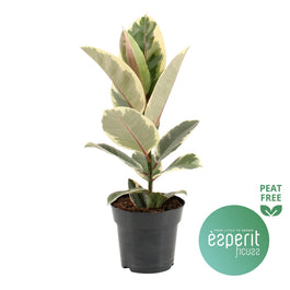 Ficus 17cm Tineke - Green Plant The Horti House