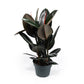 Ficus 23cm Elastica Mix - Green Plant The Horti House