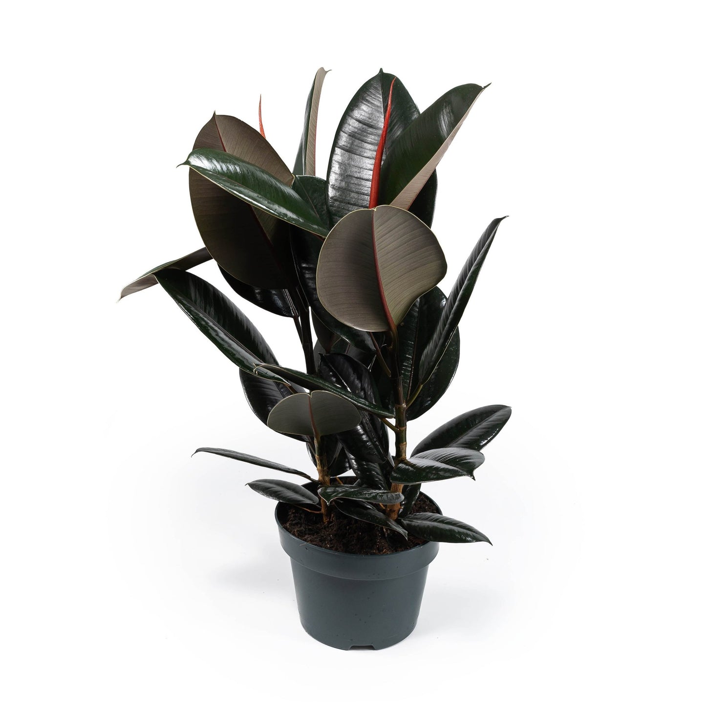 Ficus 23cm Elastica Mix - Green Plant The Horti House