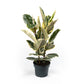 Ficus 23cm Elastica Mix - Green Plant The Horti House