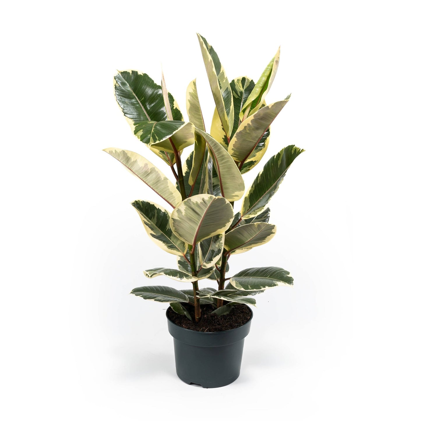 Ficus 23cm Elastica Mix - Green Plant The Horti House