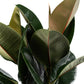 Ficus 23cm Elastica Mix - Green Plant The Horti House