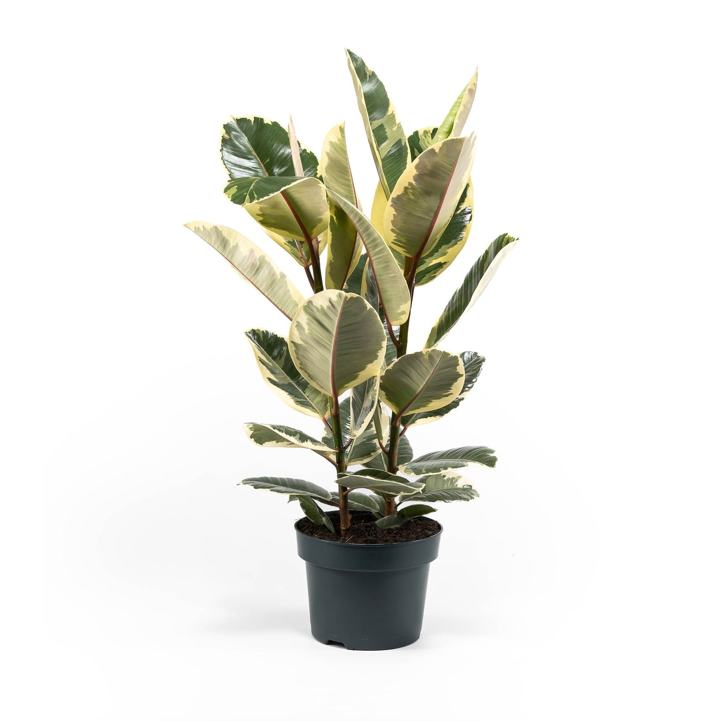 Ficus 23cm Elastica Mix - Green Plant The Horti House