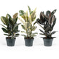 Ficus 23cm Elastica Mix - Green Plant The Horti House
