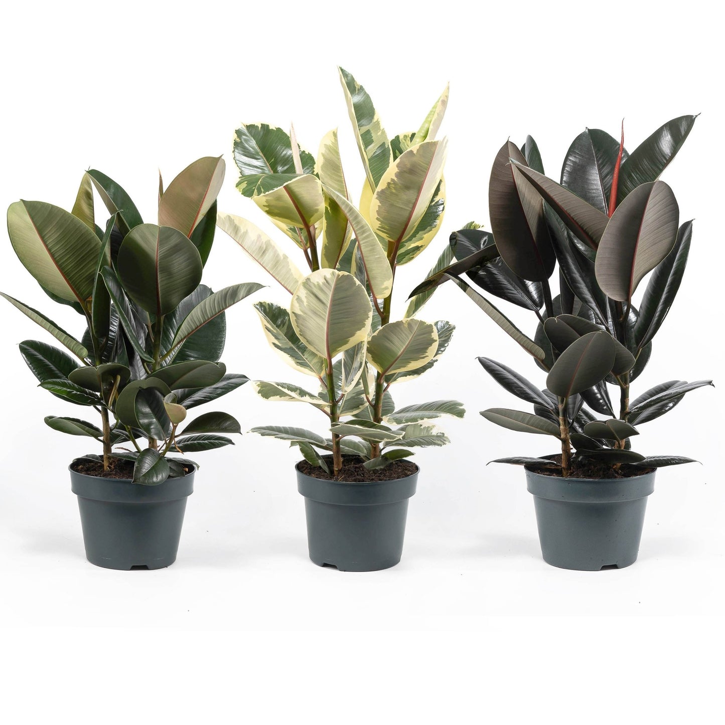 Ficus 23cm Elastica Mix - Green Plant The Horti House