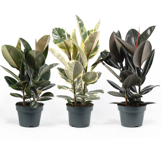 Ficus 23cm Elastica Mix - Green Plant The Horti House
