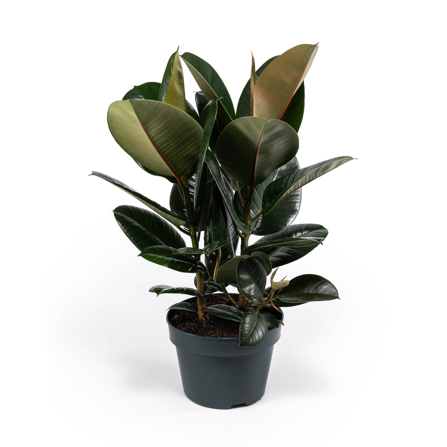 Ficus 23cm Elastica Mix - Green Plant The Horti House