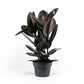 Ficus 23cm Elastica Mix - Green Plant The Horti House