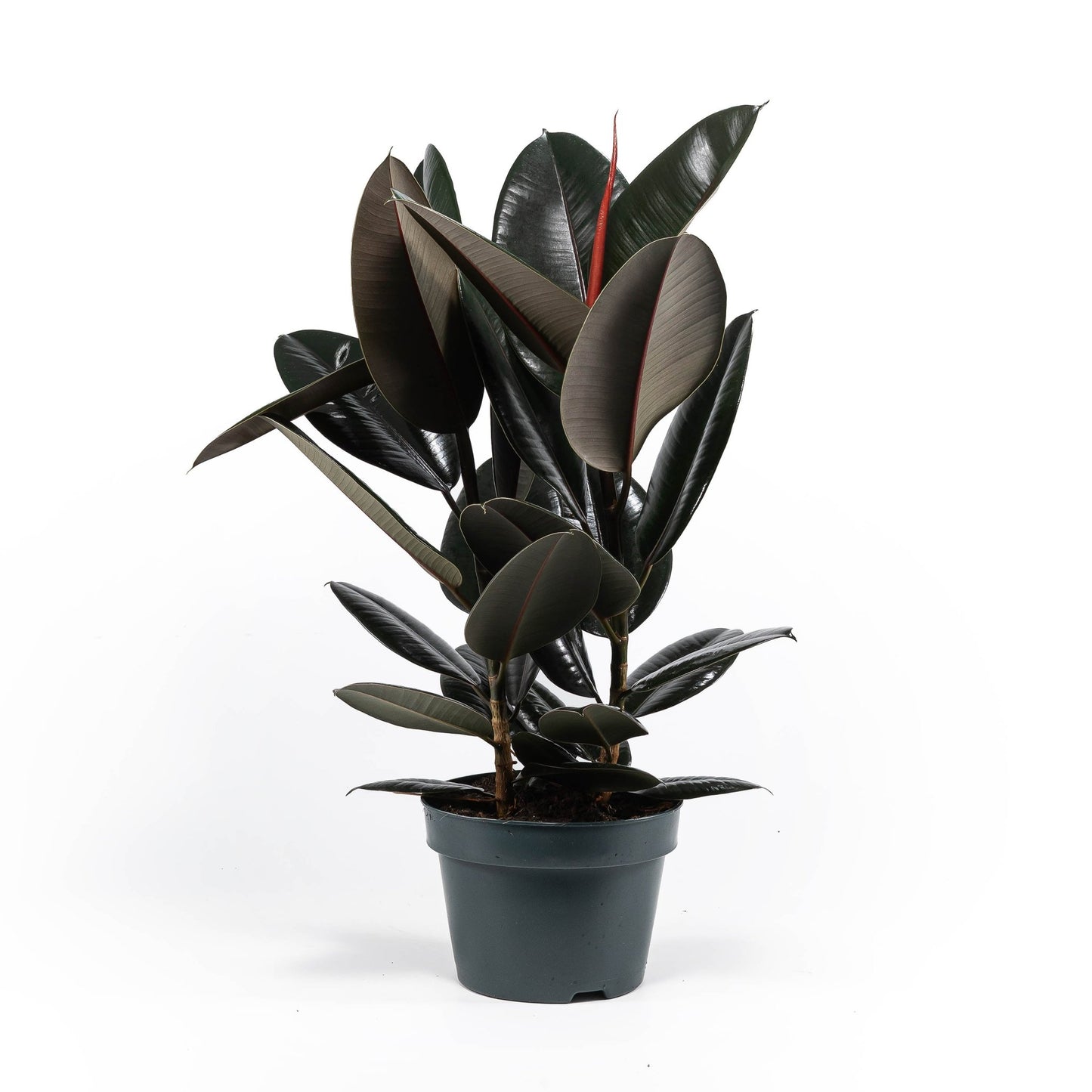 Ficus 23cm Elastica Mix - Green Plant The Horti House