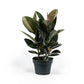 Ficus 23cm Elastica Mix - Green Plant The Horti House
