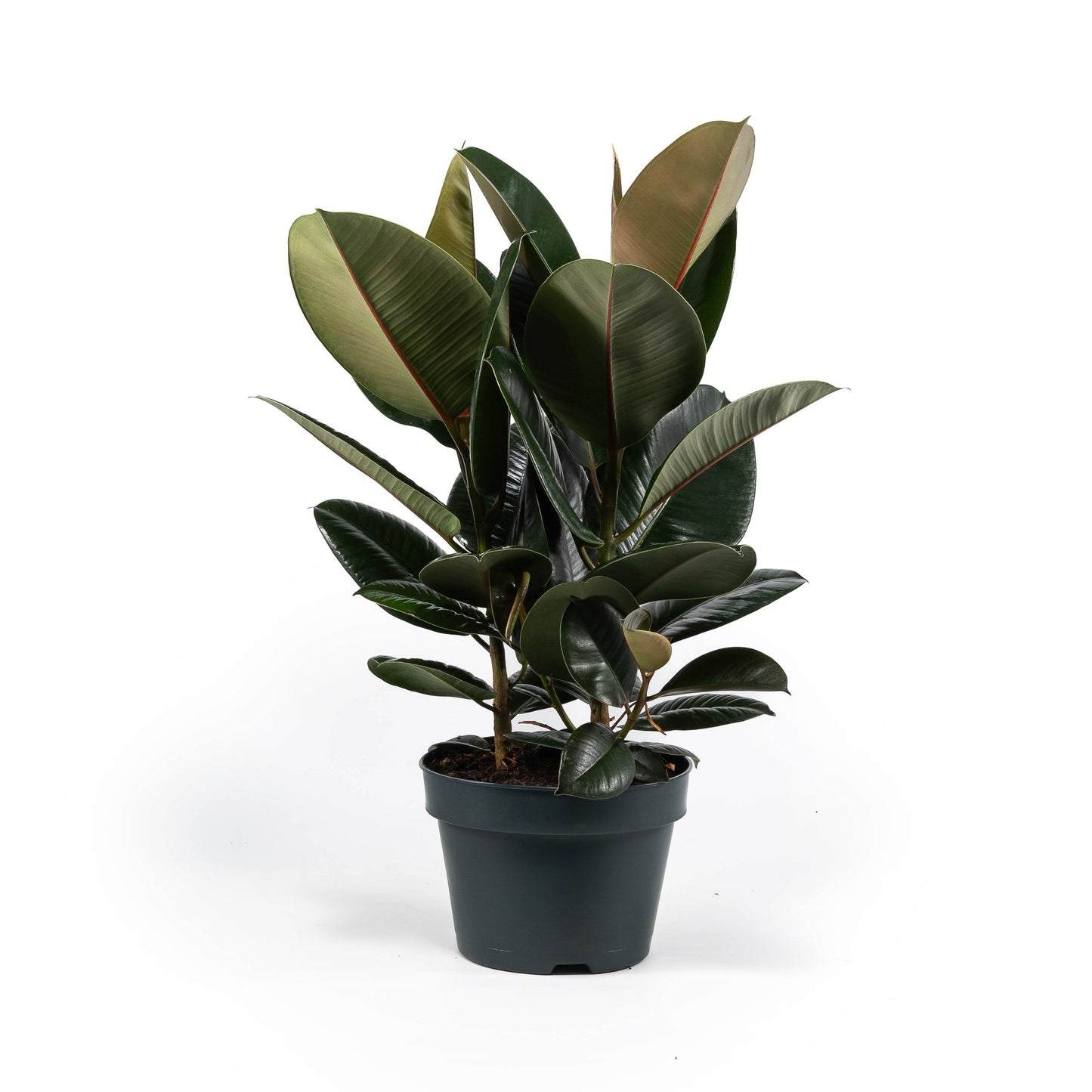 Ficus 23cm Elastica Mix - Green Plant The Horti House