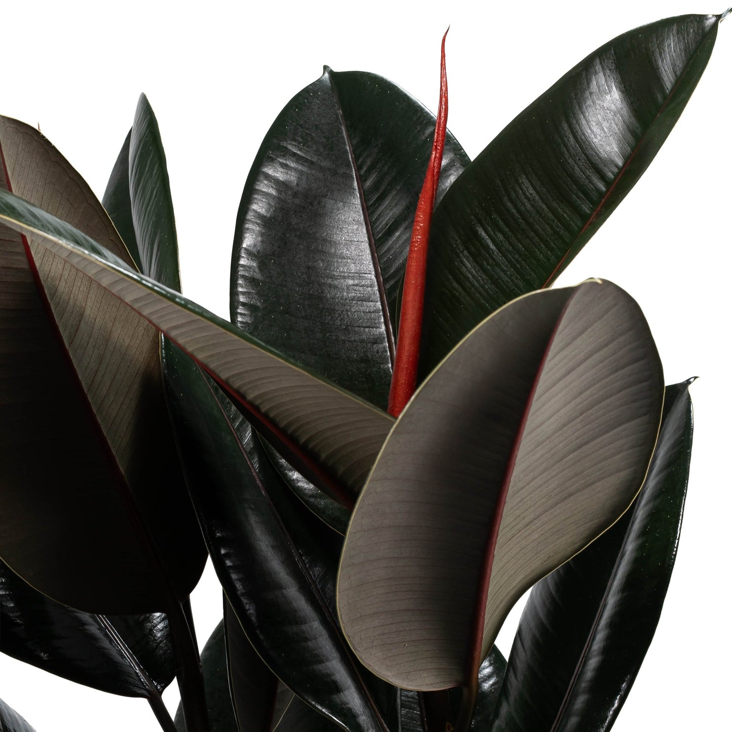 Ficus 23cm Elastica Mix - Green Plant The Horti House
