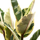 Ficus 23cm Elastica Mix - Green Plant The Horti House