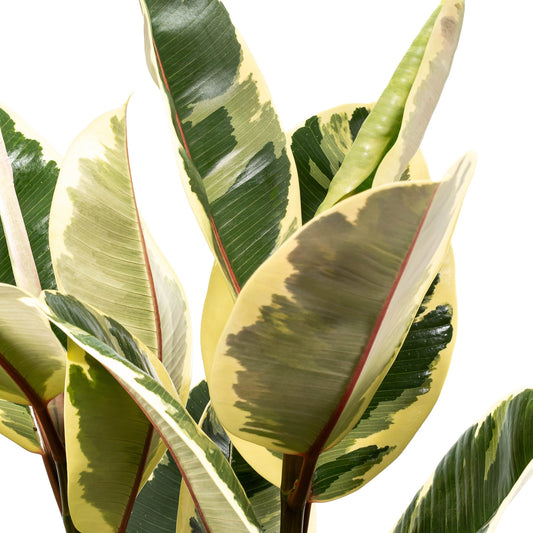Ficus 23cm Elastica Mix - Green Plant The Horti House