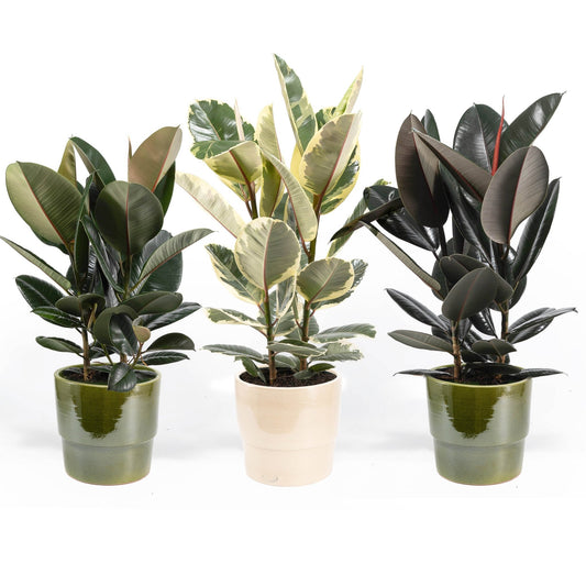 Ficus Elastica Mix 23cm in Artisan No.7 Ceramic - Foliage The Horti House