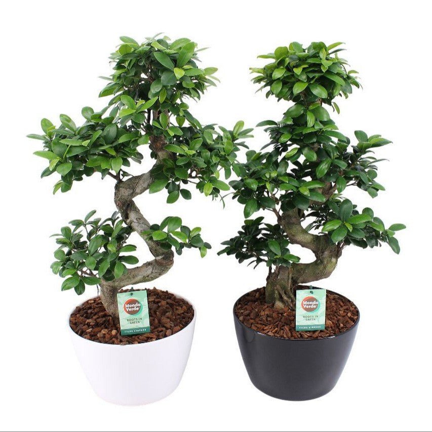 Ficus 24cm Ginseng Ceramic - Foliage The Horti House