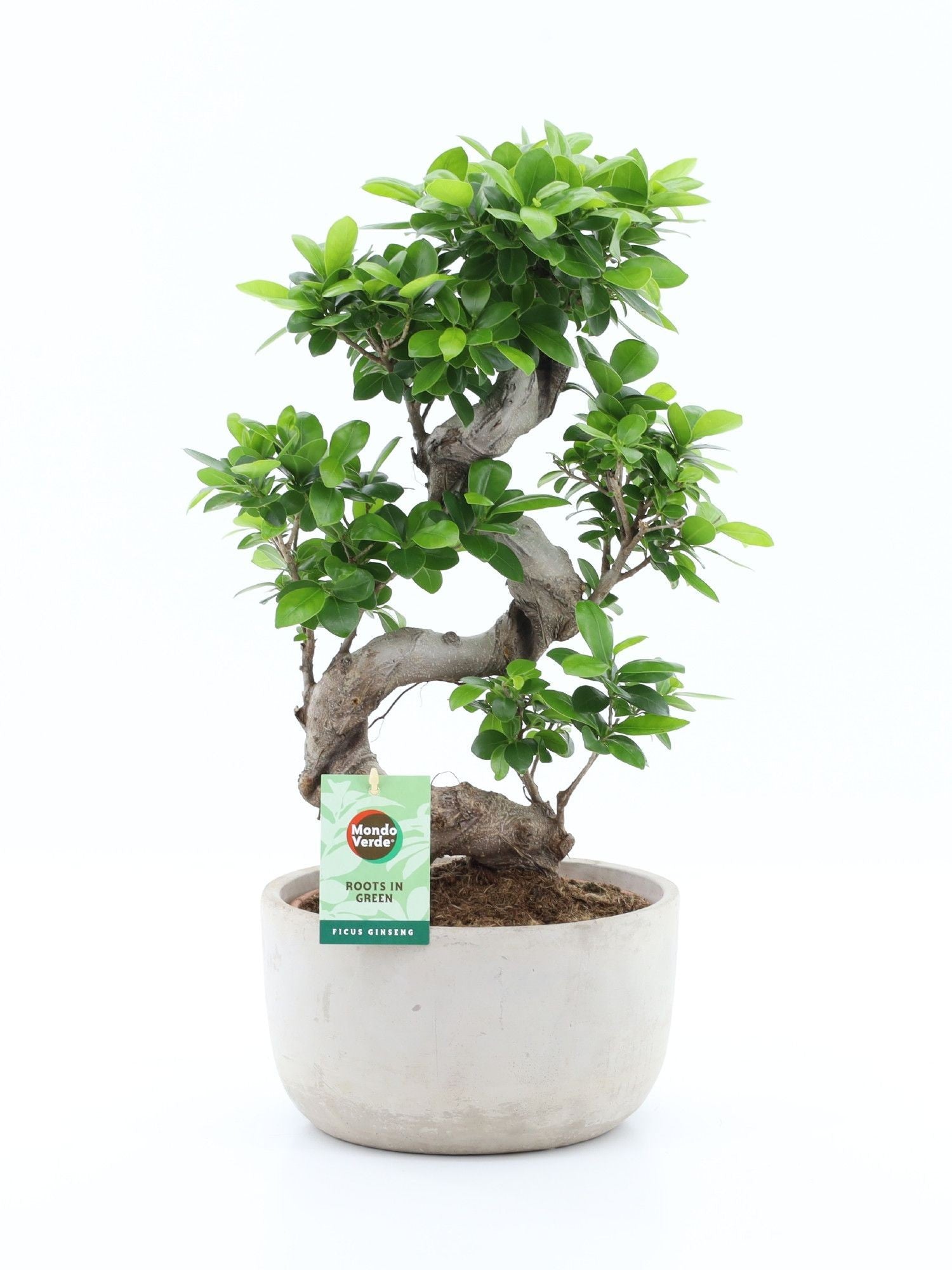 Ficus 24cm Ginseng Concrete Pot - Foliage The Horti House