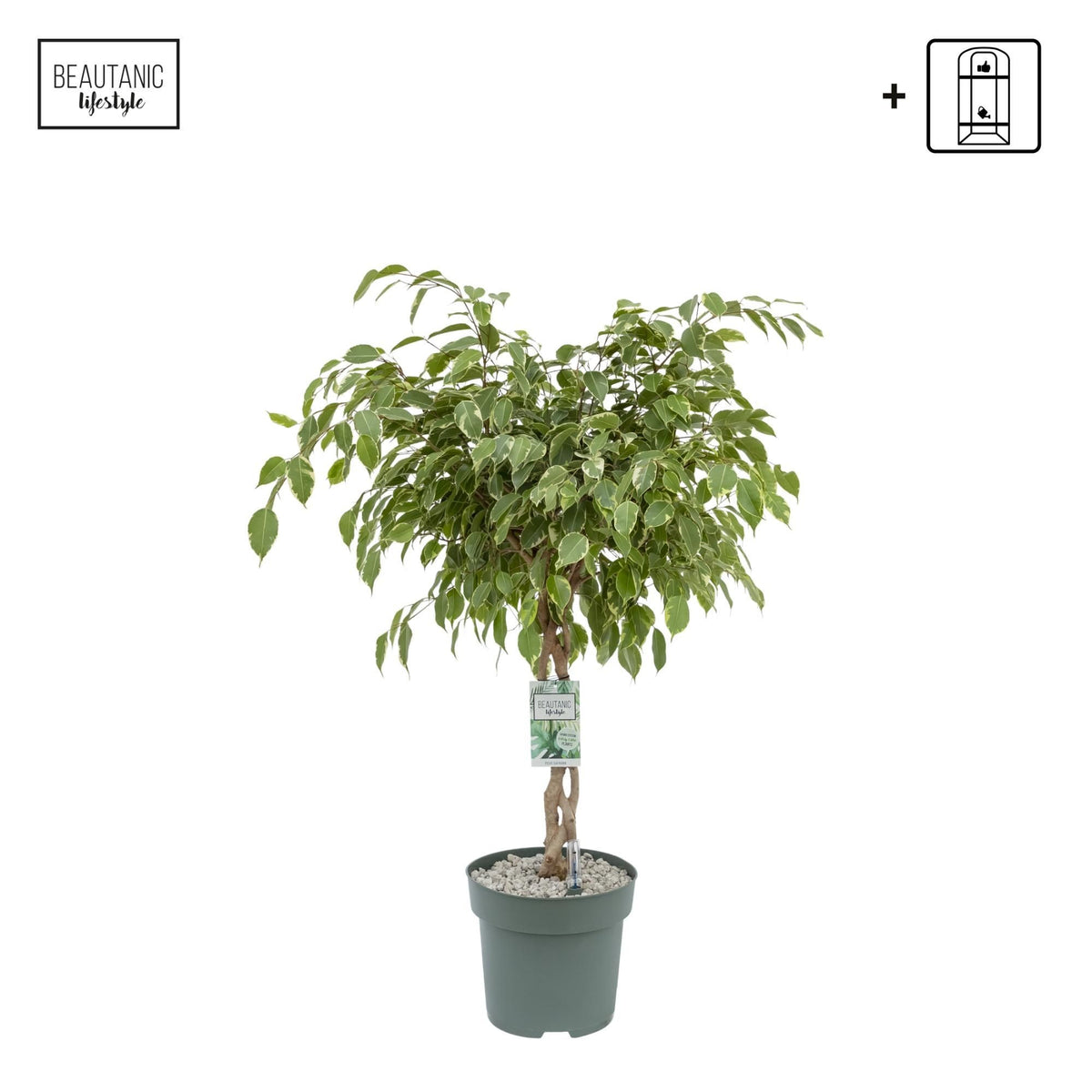 Ficus 27cm Golden King Hydro