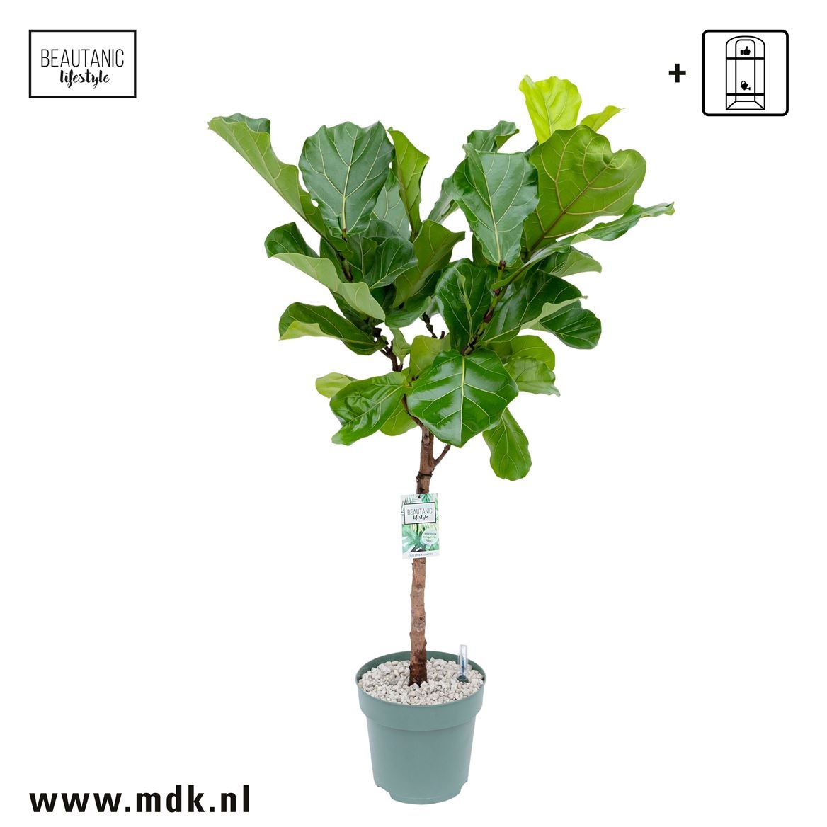 Ficus 27cm Lyrata Stem Hydro - Hydroculture The Horti House