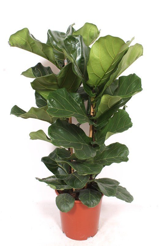 Ficus 27cm Lyrata - Green Plant The Horti House