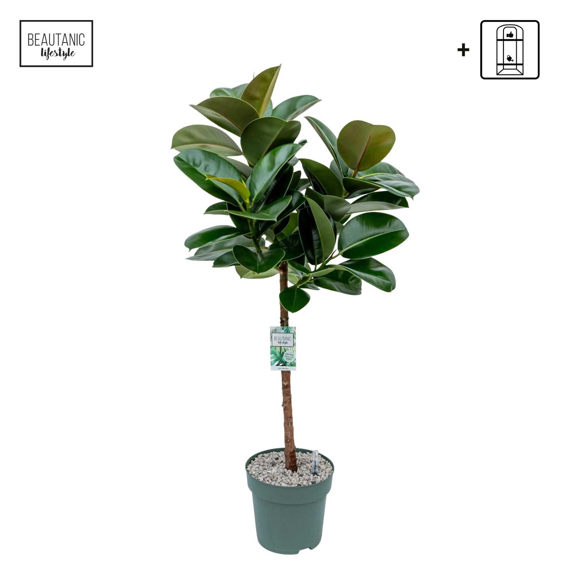 Ficus 27cm Makana Stem Hydro - Green Plant The Horti House