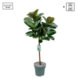 Ficus 27cm Makana Stem Hydro - Green Plant The Horti House