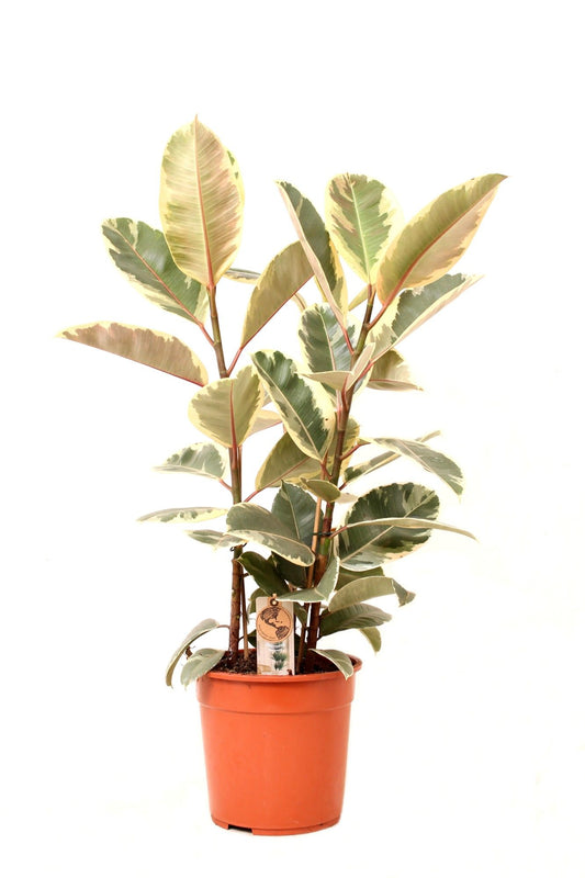 Ficus 27cm Tineke - Green Plant The Horti House