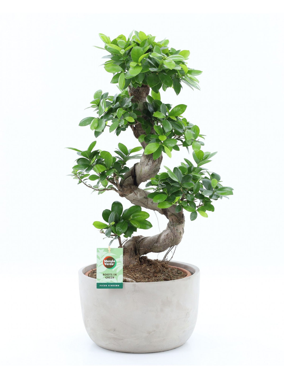 Ficus 30cm Ginseng in Concrete SmoothPot - Green Plant The Horti House