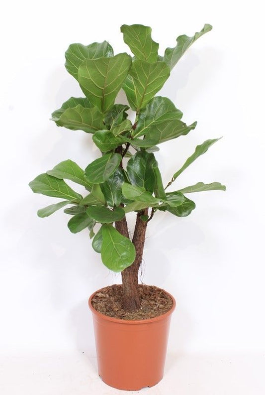 Ficus 30cm Lyrata - Green Plant The Horti House