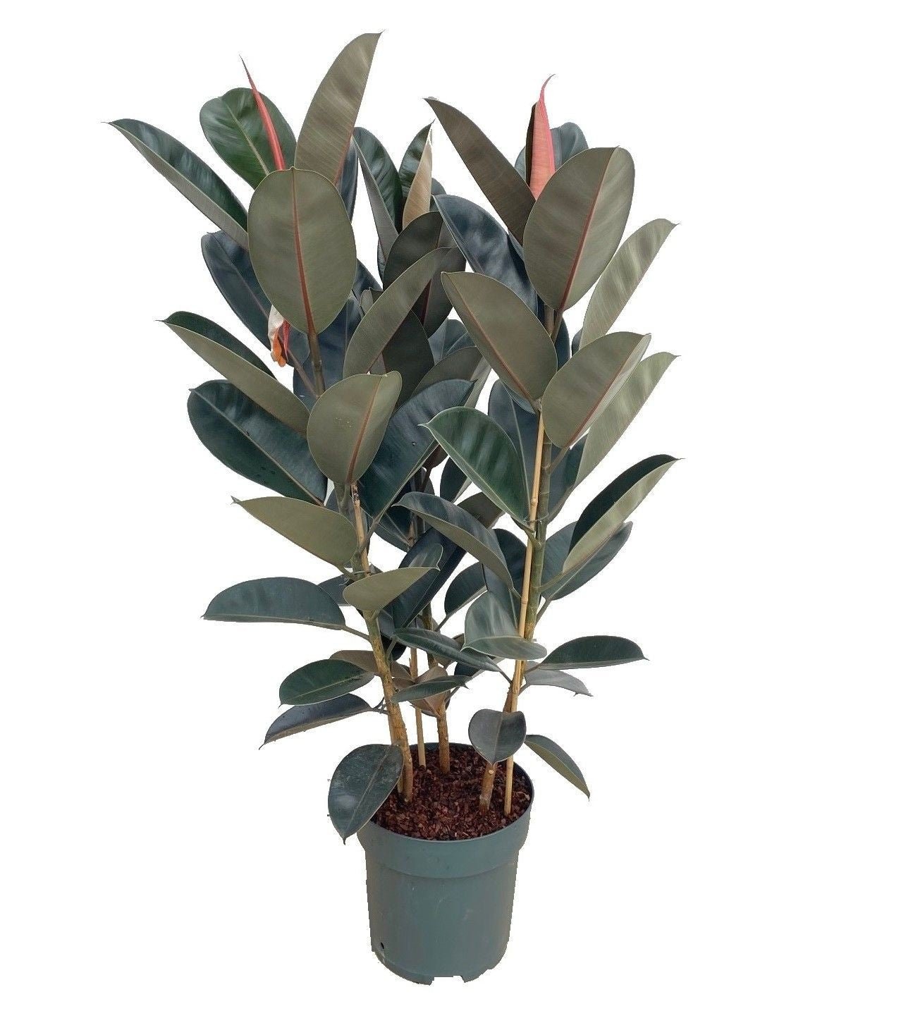 Ficus 30cm Mandela Bush Hydro - Hydroculture The Horti House