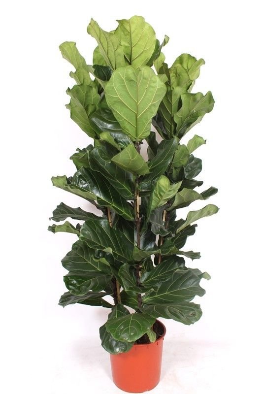 Ficus 34cm Lyrata - Green Plant The Horti House