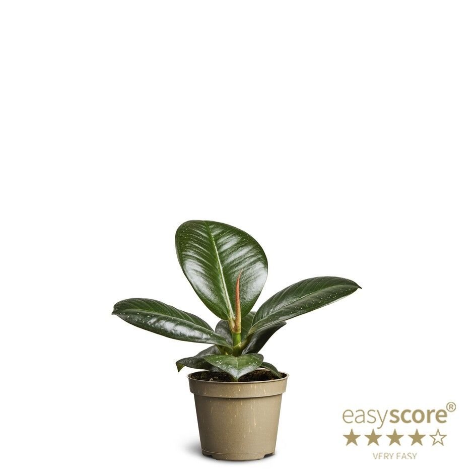 Ficus 6cm Elastica Sofia - Green Plant The Horti House