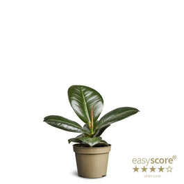Ficus 6cm Elastica Sofia - Green Plant The Horti House