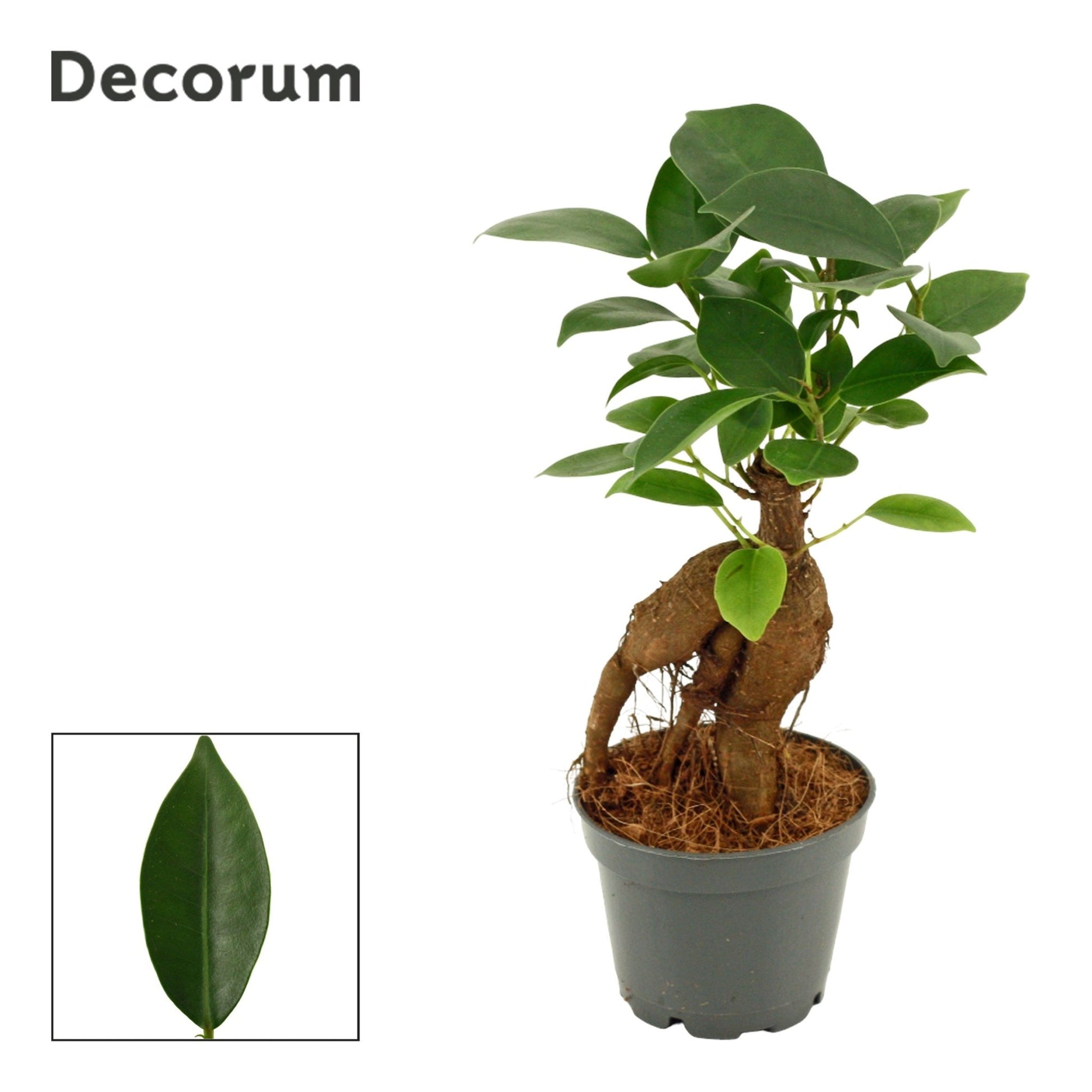 Ficus 6cm Microcarpa Ginseng - Green Plant The Horti House