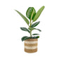 Green Plants 17cm Mix in Basket - Green Plant The Horti House